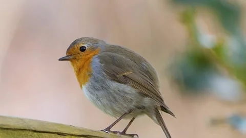 View of the red robin Stock Footage 237262086