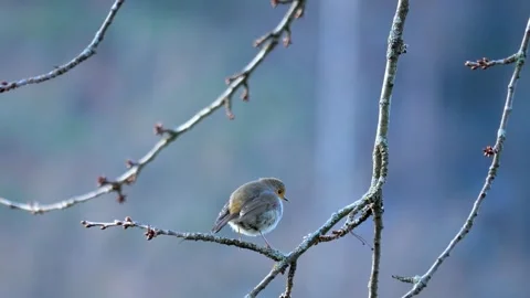 View of the red robin Stock Footage 237262149