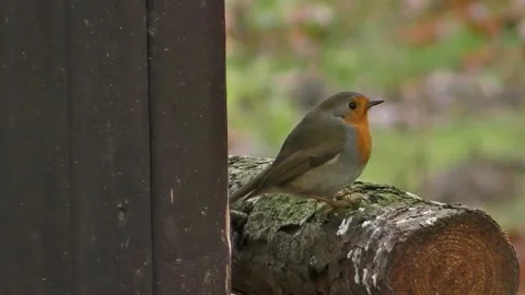 View of the red robin Stock Footage 237262229