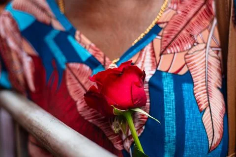 View of a Red Rose on the Chest of a Devotee during the Feast of Saint Barb.. Stock Photos