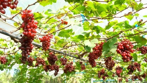 View of Red Seedless Grapes Stock Footage 83482023