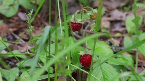 View of red strawberries in the forest Stock Footage 278187661