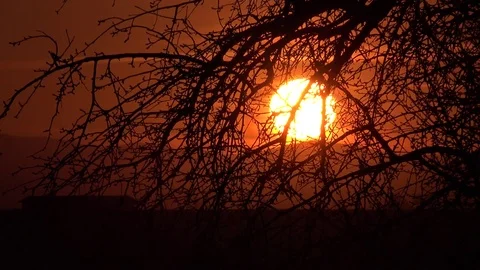 View of red sunset light among empty tree branch at mountain sun silhouette down Stock Footage 81976195