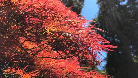 View on the Red Tree of Acer Japonicum on the Blue Sky and Sunlights Stock Footage 112247756