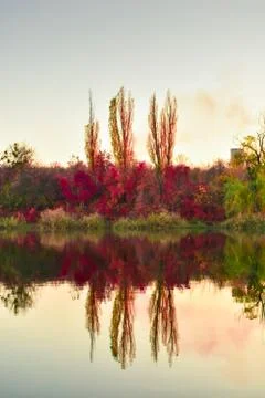 View of red trees reflected on the surface of the lake. Autumn beautiful red Stock Photos