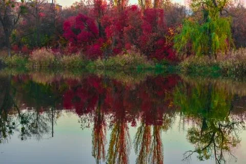View of red trees reflected on the surface of the lake. Autumn beautiful red Stock Photos