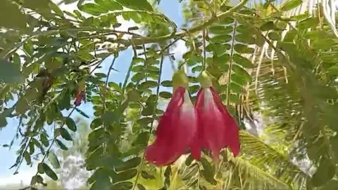 View of red turi flowers in bloom View of red turi flowers Stock Footage 315948862