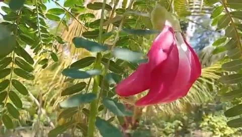View of red turi flowers in bloom Stock Footage 315948923