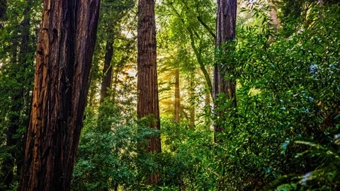 View of redwood trees in a forest, United States. Video stock 341454635