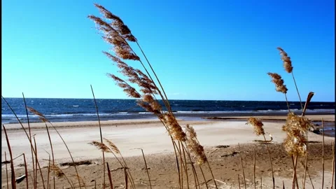 View at reed moving slowly in the wind in front of a Baltic Sea beach. A cold au Stock Footage 220076813