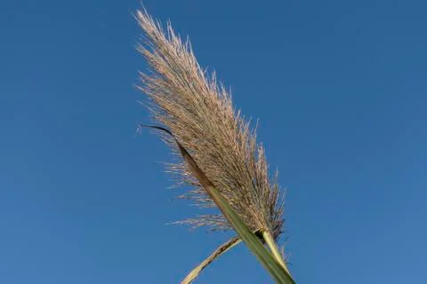 View of a reed plume Stock Photos