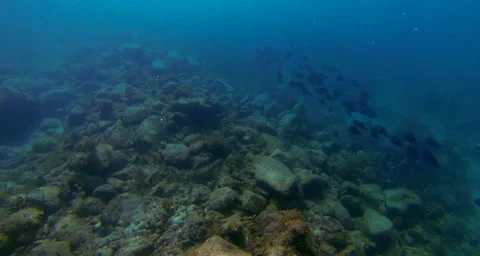 A view of the reef and sea bottom Stock Footage 42831632