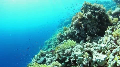 View on reef edge Stock Footage 10595776