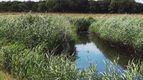 View on reet plants in the wind Stock Footage 95438450