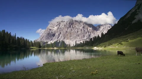 View with reflecting lake and cows in summer Stock Footage 58632834