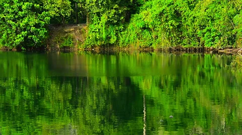 View of reflection woods in front of lake Video stock 33712648