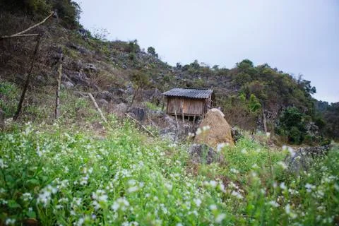 A view of reform flower field. MOC CHAU, VIETNAM. Stock Photos