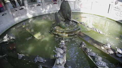 View of release pond teeming with brazilian turtles in temple Stock Footage 35865781