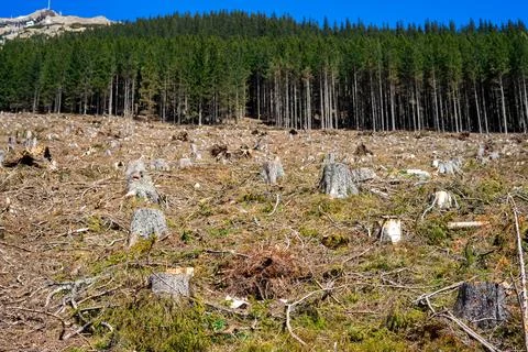 View of the remains of trees cut down in a mountain forest in the Austrian Al Stock Photos