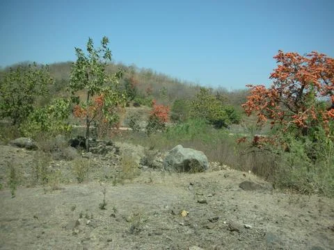 View of a remote Indian forest Stock Photos