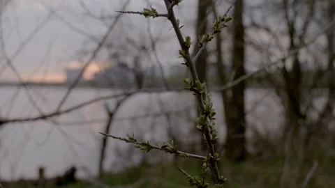 View of residential buildings through the branches, across calm lake water. Stock Footage 154812604