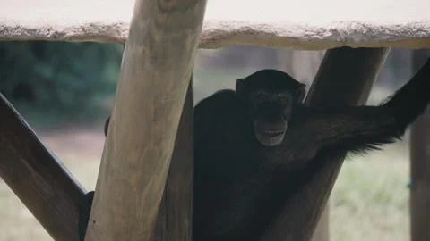 View Of A Resting Chimpanzee In The Zoo - close up Stock Footage 241554075