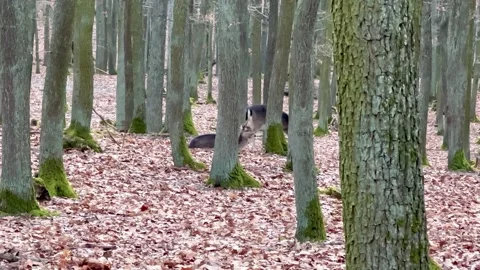 View Of Resting Fallow Deers In Winter Among Trees Stock Footage 264141669