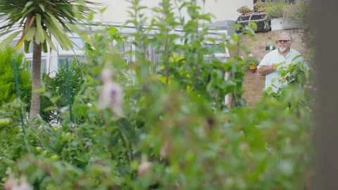 View of retired man drinking tea as he admires his garden growing around him Stock Footage 136424278