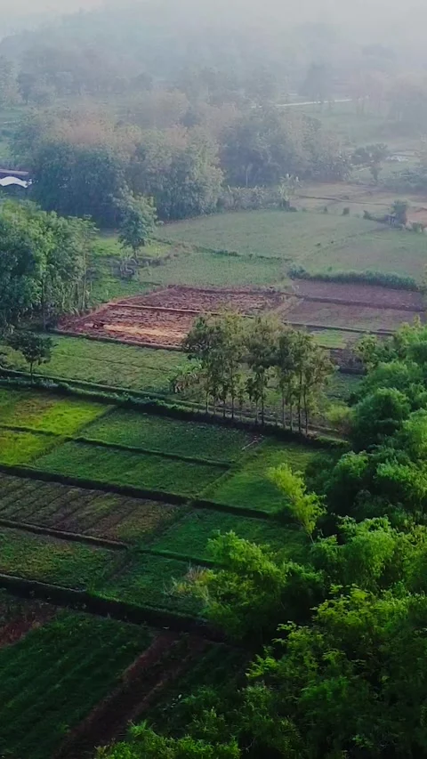 View of the rice field area from above Vídeos de archivo 262965748