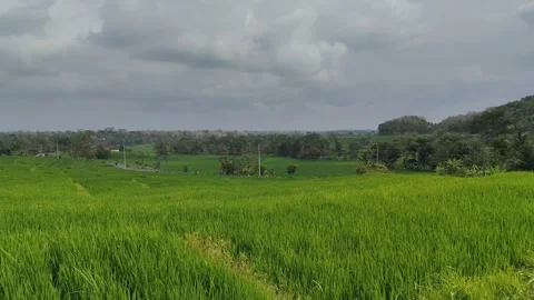 View of rice field area on hillside Stock Footage 289805995