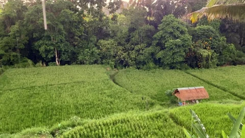 View of a rice field during a tropical sunset rain in front of coconut palms 動画素材 201089874