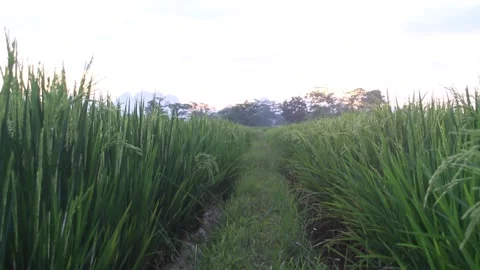 View on rice field 動画素材 171374571