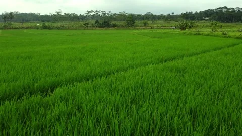 View of a rice field Stock Footage 230395501