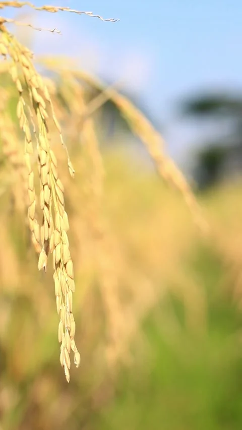 A view of a rice field Stock Footage 335146271