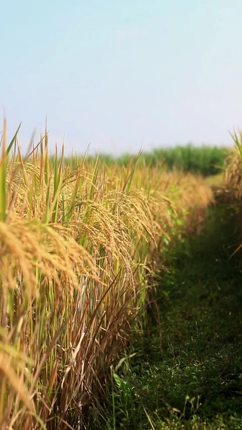 A view of a rice field Stock Footage 335146273