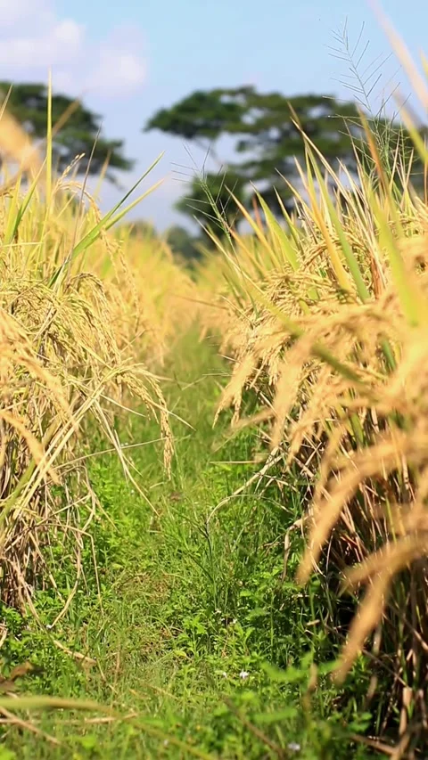 A view of a rice field Stock Footage 335146282