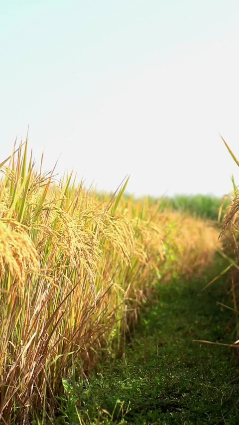A view of a rice field Stock Footage 335146283