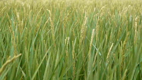 The view of the rice field (grassy field) where it rains Stock Footage 93590190