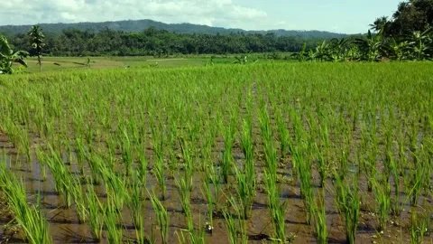View of a rice field from near Stock Footage 230395731