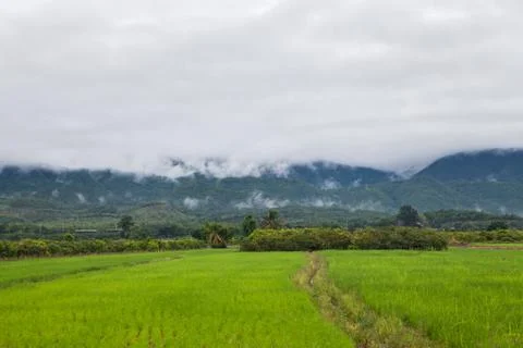 View of the rice field Stock Photos