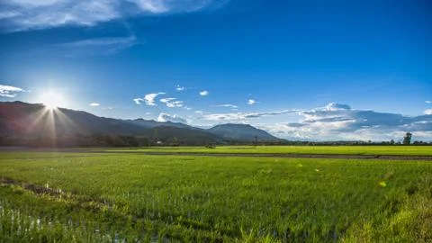 View of the rice field Stock Photos