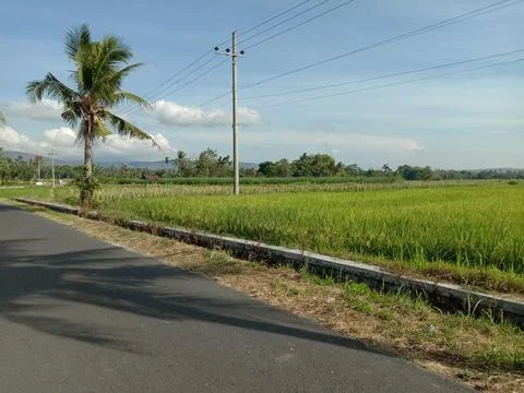 View of rice field Stock Photos