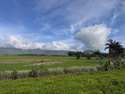 View of a Rice Field Stock Photos