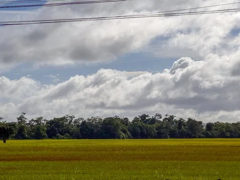 View of a Rice Field Stock Photos
