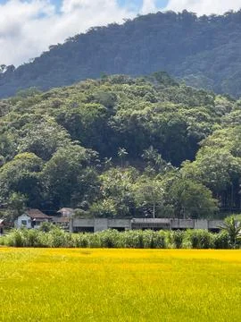 View of a Rice Field Stock Photos