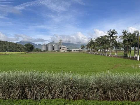 View of a Rice Field Stock Photos