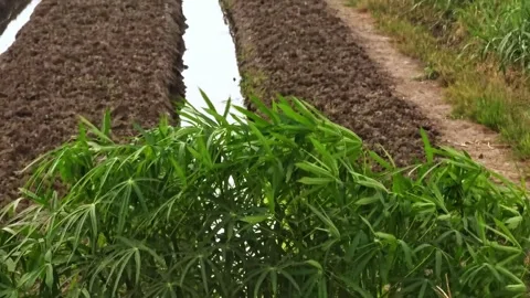 A view of a rice field with some areas that are still unplanted Stock Footage 310037523