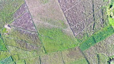 View Of Rice Fields From Above Stock Footage 247001247