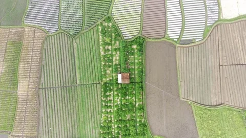 View of rice fields from above, Garut West Java, Indonesia Stock Footage 277450367