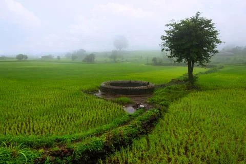 View of rice fields with adjacent well on a rainy day, Trigalwadi, Nashik, .. Stock Photos